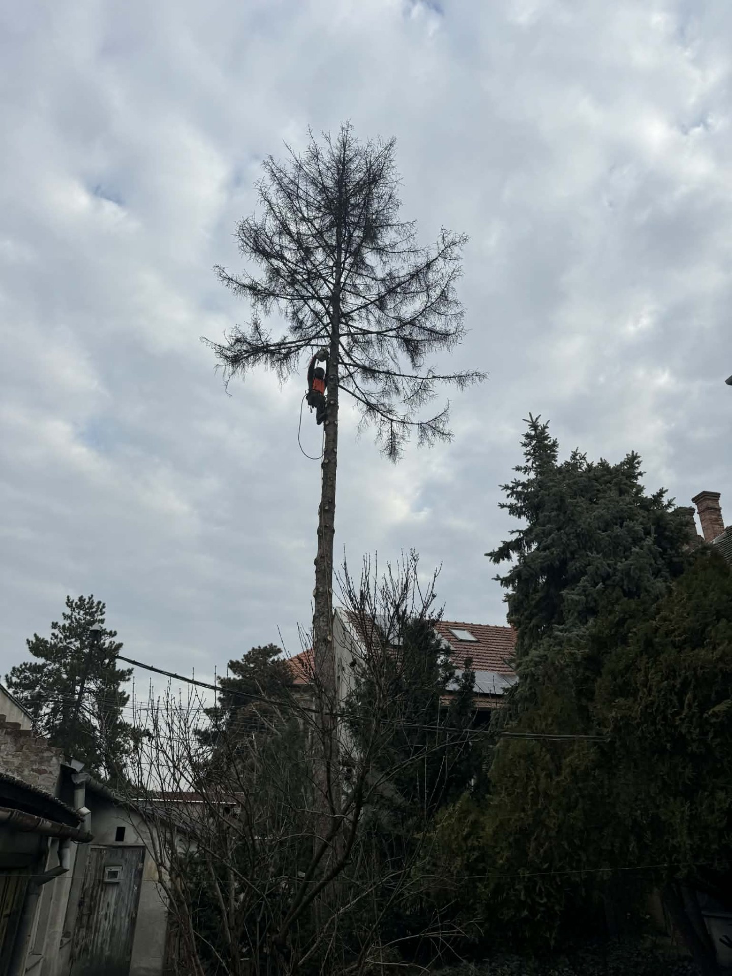 Kiszáradt, veszélyes fenyőfa kivágása alpintechnikával