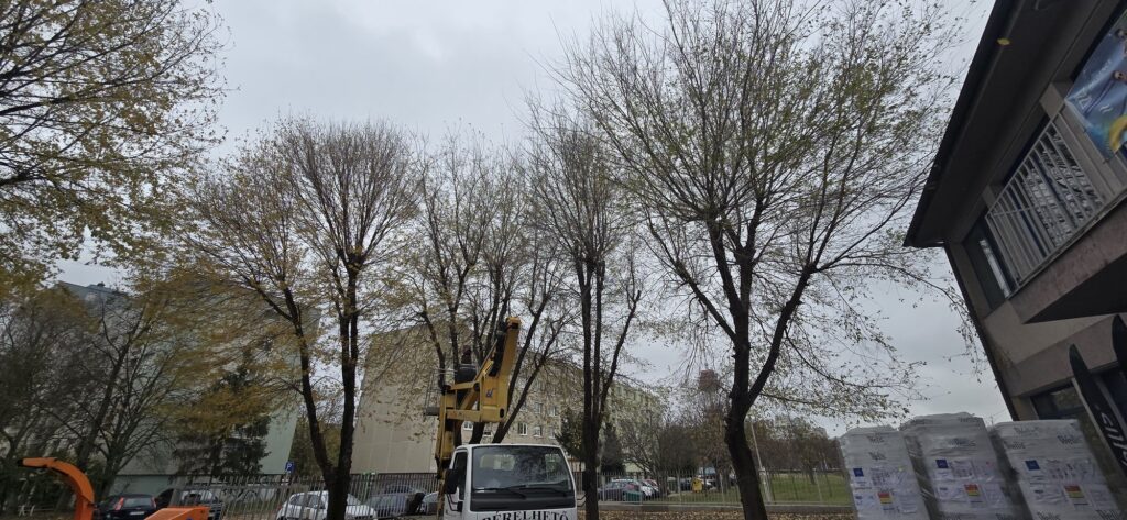 Elhanyagolt, benőtt fák az utcafronton a visszavágás előtt