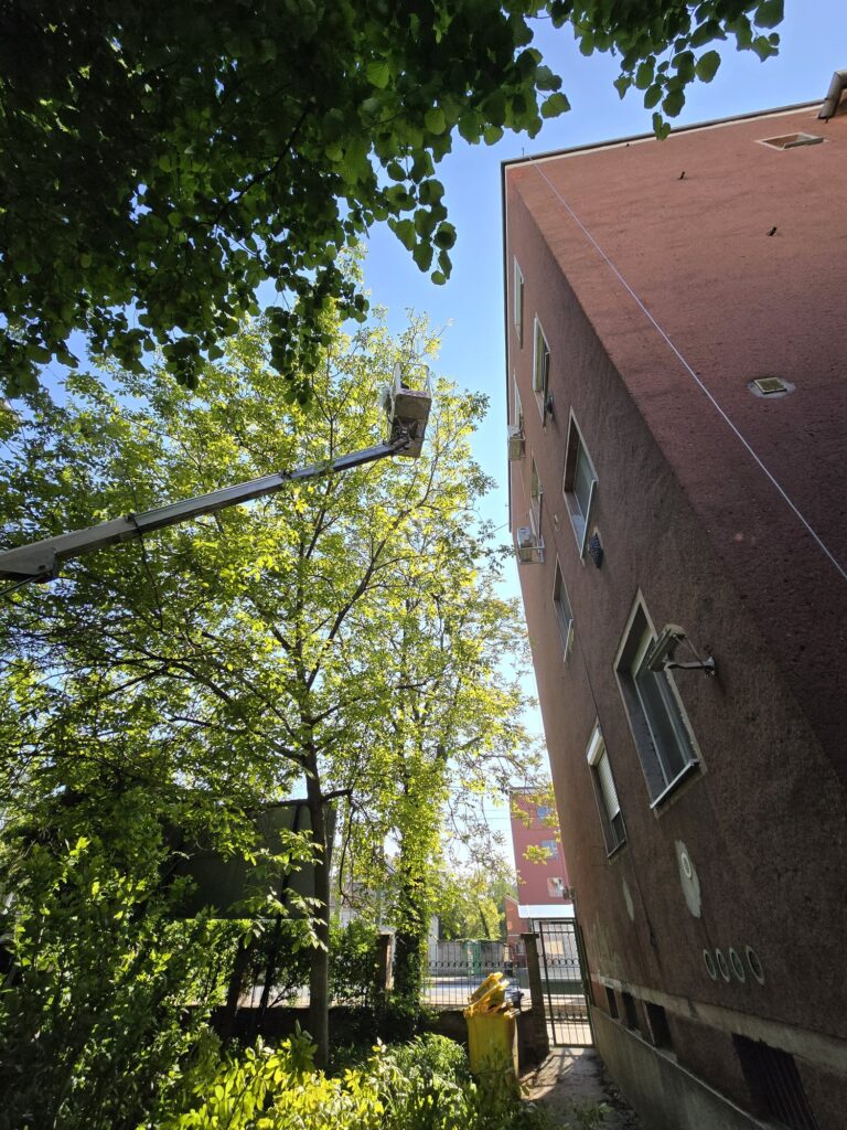 Treemen munkafotó