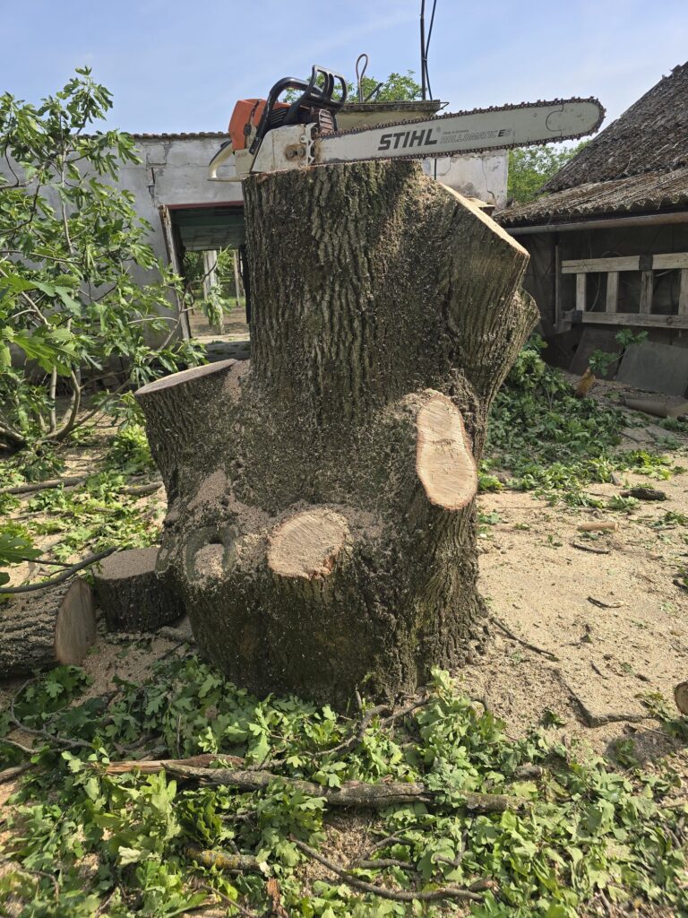 Treemen munkafotó