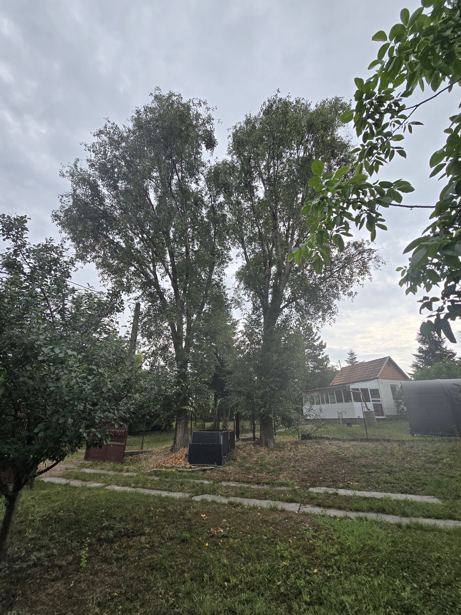 Nagy, terebélyes fa a kivágás előtt