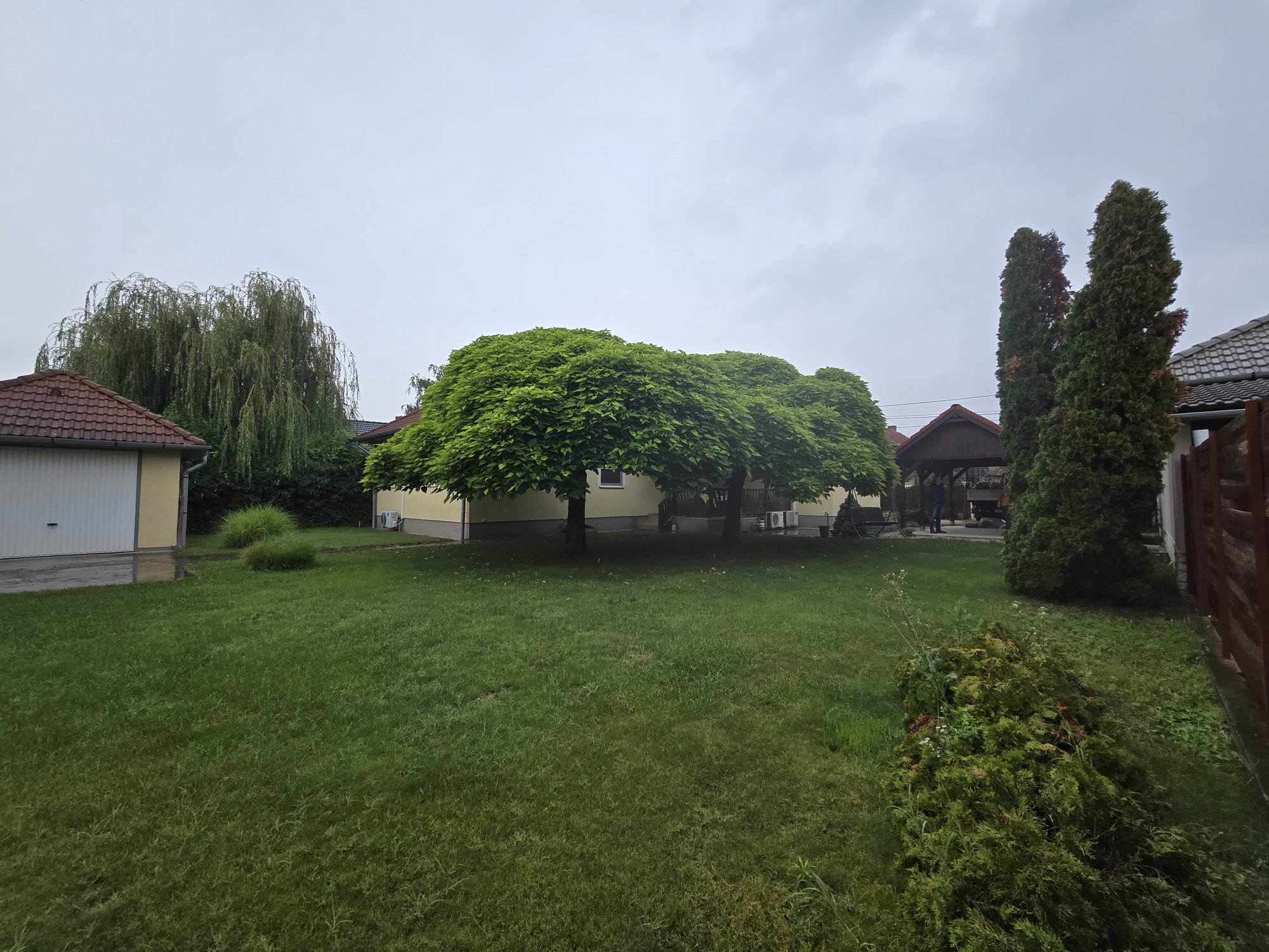 Fák a koronaalakító metszés előtt