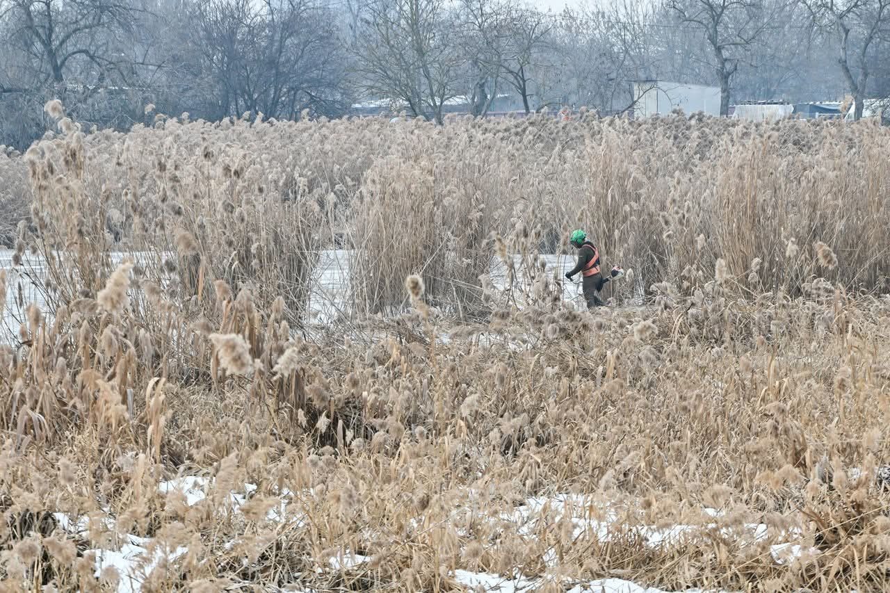 Sűrű nádállomány a munkálatok előtt